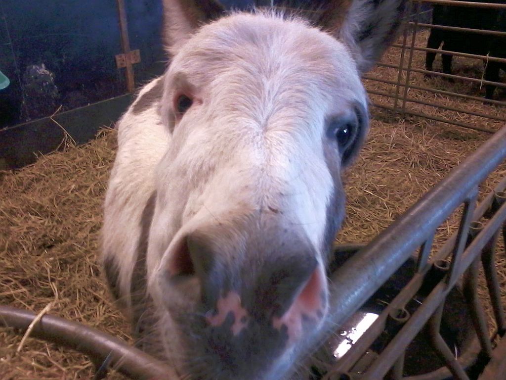 Stadsboerderij de Amsteldieren - Amsterdam